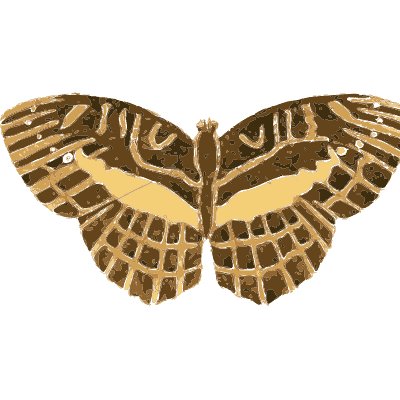 Brown moth with cream veins - Illustrations of Exotic Entomology - 1837