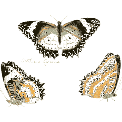 White butterflies with black edges - Illustrations of Exotic Entomology - 1837