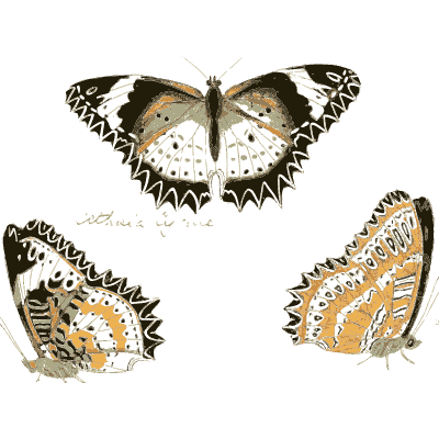 White butterfly with saw-toothed edges - Illustrations of Exotic Entomology - 1837