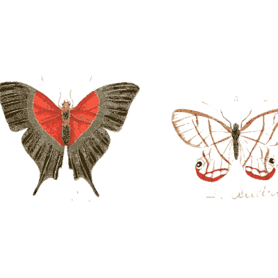 Red and black butterfly and a clearwing - Illustrations of Exotic Entomology - 1837