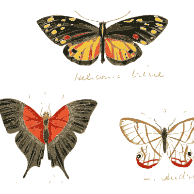 Red and yellow long-winged butterflies - Illustrations of Exotic Entomology - 1837