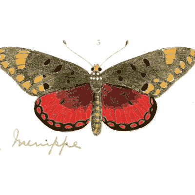 Red and olive butterfly - Illustrations of Exotic Entomology - 1837