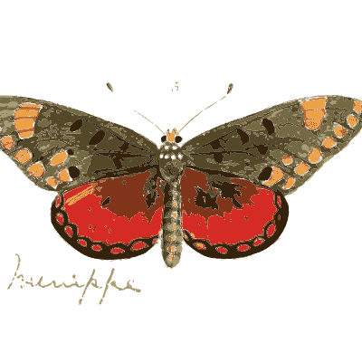 Butterfly with crimson hindwings - Illustrations of Exotic Entomology - 1837