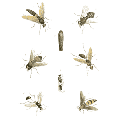 Small wasps and flies - Illustrations of Exotic Entomology - 1837