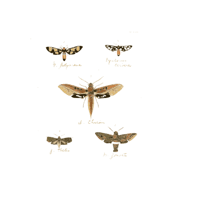 Small brown hawk moth - Illustrations of Exotic Entomology - 1837