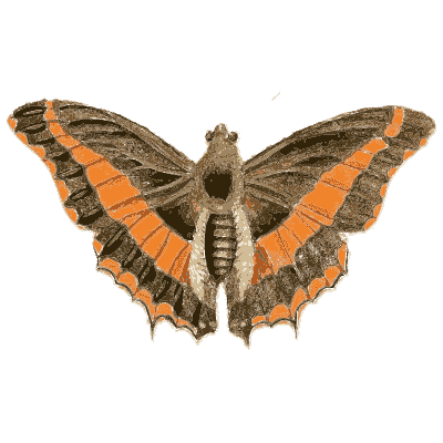 Orange banded butterfly - Illustrations of Exotic Entomology - 1837