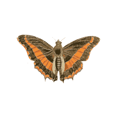 Dark butterfly with orange bands 02 - Illustrations of Exotic Entomology - 1837