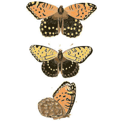 Three spotted butterflies - Illustrations of Exotic Entomology - 1837