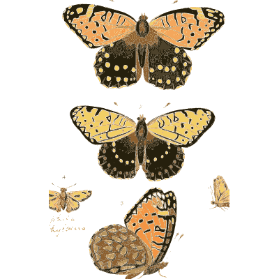 Black-spotted orange butterflies - Illustrations of Exotic Entomology - 1837