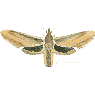 Tan hawk moth - Illustrations of Exotic Entomology - 1837
