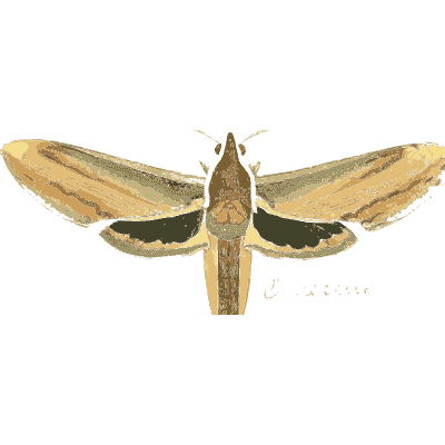Pale green hawk moth - Illustrations of Exotic Entomology - 1837