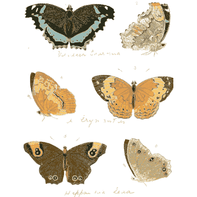 Small eyed brown and orange butterflies 02 - Illustrations of Exotic Entomology - 1837