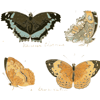 Small eyed brown and orange butterflies 01 - Illustrations of Exotic Entomology - 1837