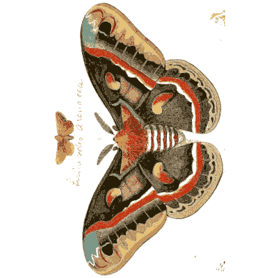 Atlas silk moth - Illustrations of Exotic Entomology - 1837