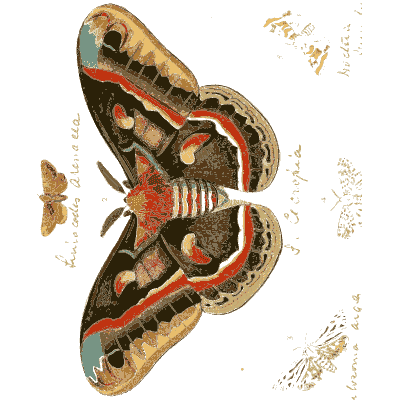 Red and white banded silk moth - Illustrations of Exotic Entomology - 1837