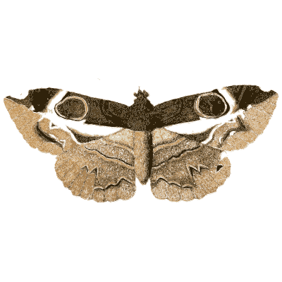 Brown moth with eyespot bands - Illustrations of Exotic Entomology - 1837