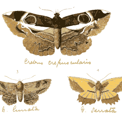 Yellow moth with dark wingtips - Illustrations of Exotic Entomology - 1837