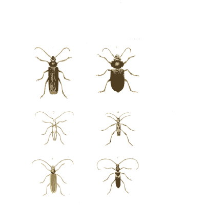 Six small beetles - Illustrations of Exotic Entomology - 1837