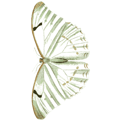 Green-veined wing pair 02 - Illustrations of Exotic Entomology - 1837