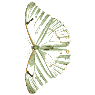 Green-veined wing pair 01 - Illustrations of Exotic Entomology - 1837