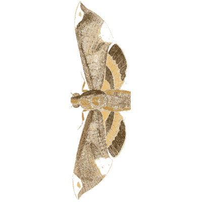 Tan moth in side view - Illustrations of Exotic Entomology - 1837