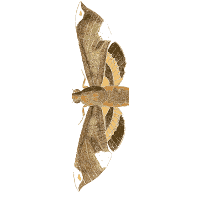 Narrow brown moth at rest - Illustrations of Exotic Entomology - 1837