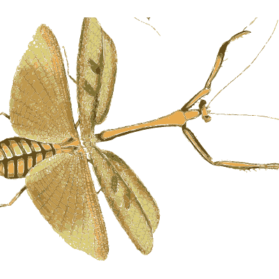Leaf-winged mantis - Illustrations of Exotic Entomology - 1837