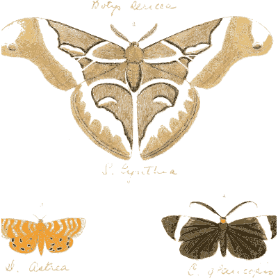 Atlas moth and small moths - Illustrations of Exotic Entomology - 1837