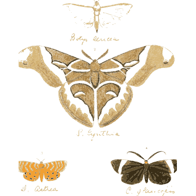 Pale scalloped silk moth - Illustrations of Exotic Entomology - 1837