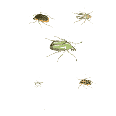 Small beetles - Illustrations of Exotic Entomology - 1837