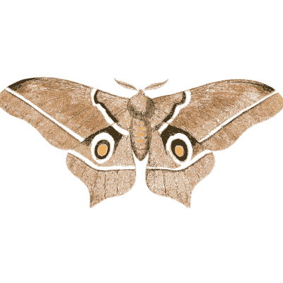 Pink silk moth with eyespots - Illustrations of Exotic Entomology - 1837