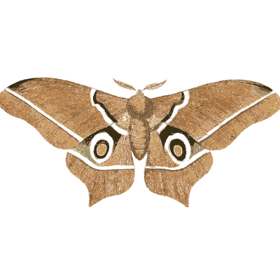 Brown moth with ringed eyespots - Illustrations of Exotic Entomology - 1837