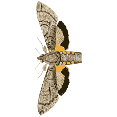 Hawk moth in side view - Illustrations of Exotic Entomology - 1837