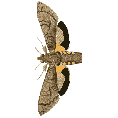 Moth at rest with yellow bands - Illustrations of Exotic Entomology - 1837