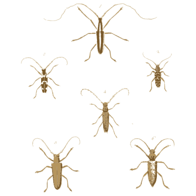 Slender long-horned beetles - Illustrations of Exotic Entomology - 1837