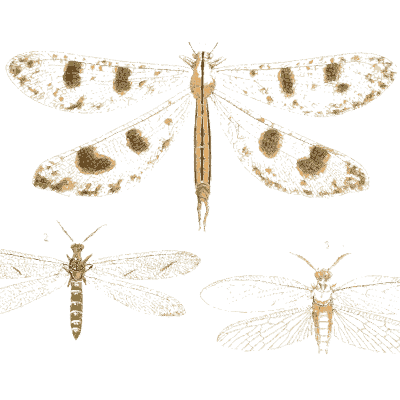Spotted-winged lacewings - Illustrations of Exotic Entomology - 1837