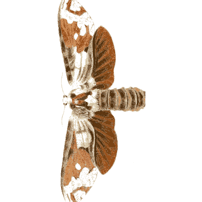 Orange and white moth - Illustrations of Exotic Entomology - 1837