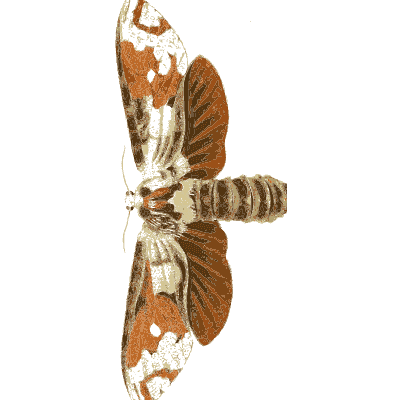 Moth with a raised orange wing - Illustrations of Exotic Entomology - 1837