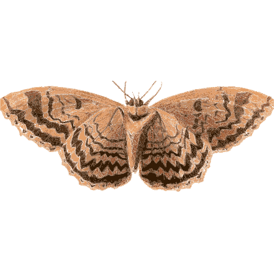 Brown moth with wavy bands - Illustrations of Exotic Entomology - 1837