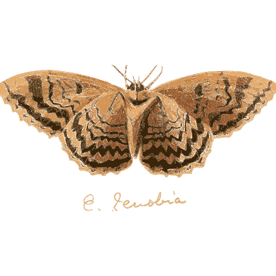 Tawny moth with zigzag bands - Illustrations of Exotic Entomology - 1837