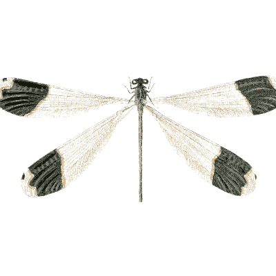 Damselfly with black wingtips - Illustrations of Exotic Entomology - 1837