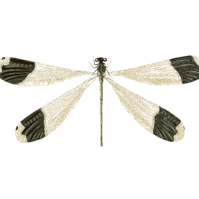 Black-tipped damselfly - Illustrations of Exotic Entomology - 1837