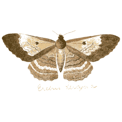 Brown and cream moth - Illustrations of Exotic Entomology - 1837