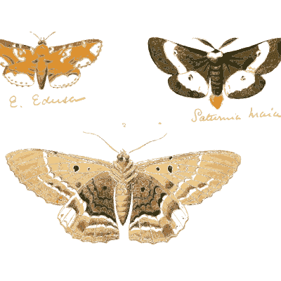 Orange, dark and mottled moths - Illustrations of Exotic Entomology - 1837
