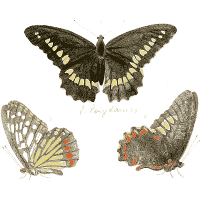 Black butterflies - Illustrations of Exotic Entomology - 1837