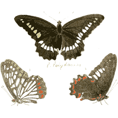 White-dotted black swallowtail - Illustrations of Exotic Entomology - 1837