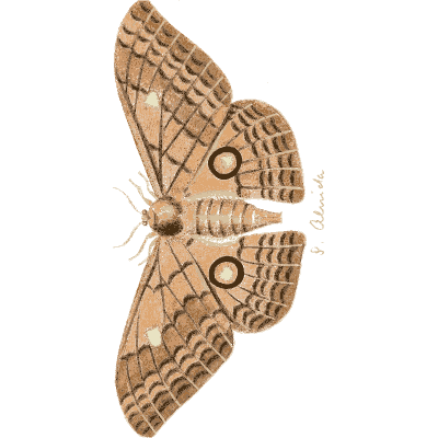 Brown moth with eyespots - Illustrations of Exotic Entomology - 1837