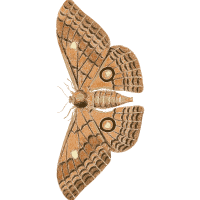 Netted moth with clear eyespots - Illustrations of Exotic Entomology - 1837