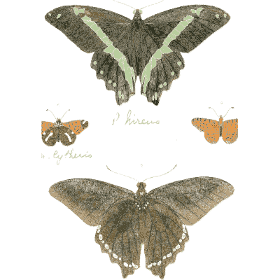 Swallowtail butterflies 03 - Illustrations of Exotic Entomology - 1837