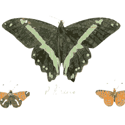Green-striped dark swallowtail - Illustrations of Exotic Entomology - 1837